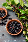 Superfood MAQUI BÄR Superfoods antioxidant av indisk mapuche, Chile Bunke av det nya maquibär- och maquibärträdet arkivbild Superfood MAQUI BÄR Superfoods antioxidant av indisk mapuche, Chile Bunke av det nya maquibär- och maquibärträdet arkivbild