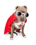 Superherohond die Kaap en Beschermende brillen dragen stock afbeeldingen Superherohond die Kaap en Beschermende brillen dragen stock afbeeldingen