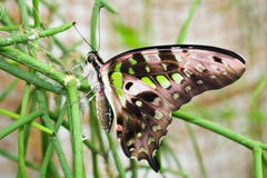 Suporte preto alaranjado verde grande da borboleta no tronco, foto macro imagem de stock Suporte preto alaranjado verde grande da borboleta no tronco, foto macro imagem de stock