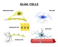 Supporting Cells. Neuroglia or Glial cells. Types of neuroglia. Classification of glial cells: microglia, astrocytes, oligodendrocytes and Schwann cells Supporting Cells. Neuroglia or Glial cells. Types of neuroglia. Classification of glial cells: microglia, astrocytes, oligodendrocytes and Schwann cells