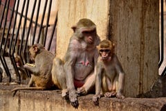 Supporto Popa Monkey del Myanmar fotografia stock Supporto Popa Monkey del Myanmar fotografia stock