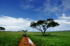 Sur le safari
