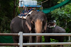 Suratthani, Таиланд - 2-ое декабря 2018: Слон добиваясь обманом, Koh Samui, Таиланд на слоне водопада Namuang Trekking на стоковое изображение rf Suratthani, Таиланд - 2-ое декабря 2018: Слон добиваясь обманом, Koh Samui, Таиланд на слоне водопада Namuang Trekking на стоковое изображение rf