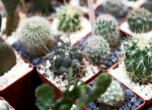 On the surface of the table are many small cacti planted in small pots. stock photography On the surface of the table are many small cacti planted in small pots. stock photography