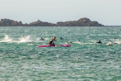 Surfer avec la cosse de dauphin commun du Nouvelle-Zélande à Wellington photos libres de droits Surfer avec la cosse de dauphin commun du Nouvelle-Zélande à Wellington photos libres de droits