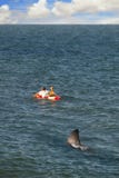 SURFER ON SURFBOARD UNAWARE LARGE SHARK IS FOLLOWING IN WATER stock images SURFER ON SURFBOARD UNAWARE LARGE SHARK IS FOLLOWING IN WATER stock images