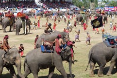 The Surin Elephant Round-up Stock Photography The Surin Elephant Round-up Stock Photography