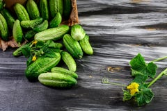 Surowi Organicznie Mini dziecko ogórki Przygotowywający Jeść obrazy stock Surowi Organicznie Mini dziecko ogórki Przygotowywający Jeść obrazy stock