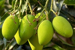 Surowi Zieleni mango zdjęcia royalty free Surowi Zieleni mango zdjęcia royalty free