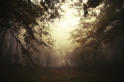Surreal dark scene in mysterious forest stock images Surreal dark scene in mysterious forest stock images