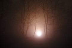 Surreales Licht im dunklen Wald, magische Fantasie beleuchtet im feenhaften nebeligen Wald lizenzfreies stockbild Surreales Licht im dunklen Wald, magische Fantasie beleuchtet im feenhaften nebeligen Wald lizenzfreies stockbild