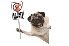 A sustentação de sorriso do cão de cachorrinho do pug proibitivo nenhuns cães permitiu o sinal foto de stock royalty free A sustentação de sorriso do cão de cachorrinho do pug proibitivo nenhuns cães permitiu o sinal foto de stock royalty free