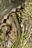Svans för låsande fast sköldpadda för alligator - Macrochelys temminckii Royaltyfri Foto Svans för låsande fast sköldpadda för alligator - Macrochelys temminckii Royaltyfri Foto