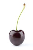 svart Cherry ett royaltyfria foton svart Cherry ett royaltyfria foton