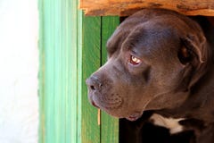 Svart hund som ser från hundkojan arkivfoto Svart hund som ser från hundkojan arkivfoto
