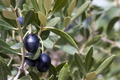 svart olivgrön tree arkivfoton svart olivgrön tree arkivfoton
