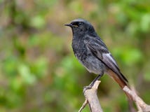 Svart Redstart för den vuxna mannen sätta sig på någon filial i sommar arkivbild Svart Redstart för den vuxna mannen sätta sig på någon filial i sommar arkivbild