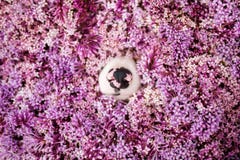 Svart rosa näskragecollie i rosa färger arkivbild Svart rosa näskragecollie i rosa färger arkivbild