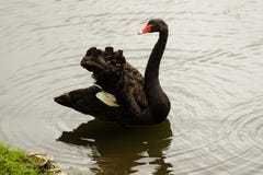 Svart swan fotografering för bildbyråer Svart swan fotografering för bildbyråer