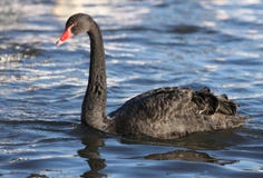 svart swan arkivbild svart swan arkivbild