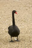 Svart swan royaltyfria bilder Svart swan royaltyfria bilder