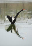 svart swan arkivbilder svart swan arkivbilder