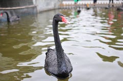 Svart swan arkivbilder Svart swan arkivbilder