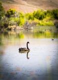 Svart swan royaltyfri foto Svart swan royaltyfri foto