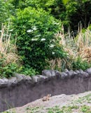 Svart-tailed ludovicianus för Cynomys för präriehund som sitter under den vita blommiga busken arkivbild Svart-tailed ludovicianus för Cynomys för präriehund som sitter under den vita blommiga busken arkivbild