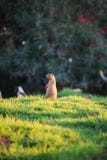 svart tailed marmotprärie fotografering för bildbyråer svart tailed marmotprärie fotografering för bildbyråer