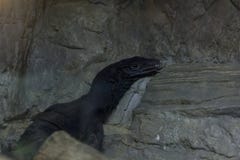 Svart vattenbildskärm i zoo arkivfoto Svart vattenbildskärm i zoo arkivfoto