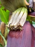 Svart äta för myra behandla som ett barn bananblomman i min trädgård royaltyfri bild Svart äta för myra behandla som ett barn bananblomman i min trädgård royaltyfri bild