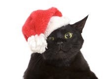 Svarta Cat Santa - gullig jul katt, julhusdjur med jultomten C royaltyfria foton Svarta Cat Santa - gullig jul katt, julhusdjur med jultomten C royaltyfria foton