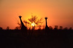 Svarta giraff i orange himmel - Sydafrika, Kruger nationalpark royaltyfri bild Svarta giraff i orange himmel - Sydafrika, Kruger nationalpark royaltyfri bild