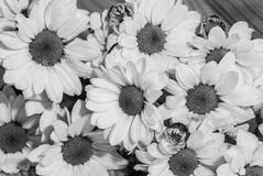 Svartvitt foto med knoppar av blommor som täckas med daggdroppenärbild arkivbild Svartvitt foto med knoppar av blommor som täckas med daggdroppenärbild arkivbild