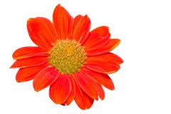 Svavelkosmosblomma arkivfoto Svavelkosmosblomma arkivfoto