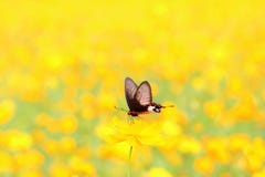 Swallowtail butterfly on flower stock photography Swallowtail butterfly on flower stock photography