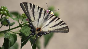 Swallowtail butterfly Papilio on a flower, macro detail stock footage Swallowtail butterfly Papilio on a flower, macro detail stock footage