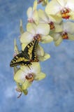 Swallowtail Butterfly (papilio Machaon) On A Flower Orchid Royalty Free Stock Photos