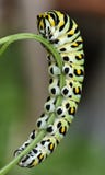 Swallowtail preto Caterpillar - larva da borboleta, igualmente chamada um sem-fim da salsa imagem de stock royalty free Swallowtail preto Caterpillar - larva da borboleta, igualmente chamada um sem-fim da salsa imagem de stock royalty free