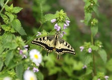 Swallowtail στο pulegium Mentha στοκ εικόνα Swallowtail στο pulegium Mentha στοκ εικόνα