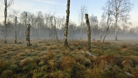 Swamp Stock Images Swamp Stock Images
