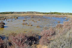 Swamp-Marshland Dangerous Pond Royalty Free Stock Photo Swamp-Marshland Dangerous Pond Royalty Free Stock Photo