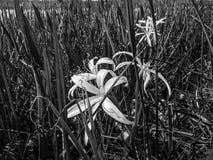 Black and white swamp lily. Swamp Flowers and reflections of the trees in a river stock photo Black and white swamp lily. Swamp Flowers and reflections of the trees in a river stock photo