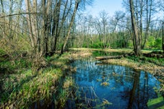 Swamp in forest with reflection of trees, forest swamp - dead place royalty free stock photos Swamp in forest with reflection of trees, forest swamp - dead place royalty free stock photos