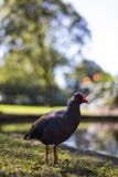 Swamphen pourpre sur les jardins botaniques royaux image libre de droits Swamphen pourpre sur les jardins botaniques royaux image libre de droits