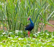 Swamphen pourpré Images stock Swamphen pourpré Images stock