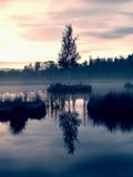 Swampy lake with mirror water level in mysterious forest, young tree on island in middle. Fresh green color of herbs and grass, b Royalty Free Stock Images Swampy lake with mirror water level in mysterious forest, young tree on island in middle. Fresh green color of herbs and grass, b Royalty Free Stock Images