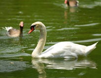 Swan Stock Images
