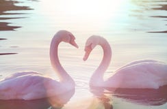 Swan royaltyfria bilder Swan royaltyfria bilder